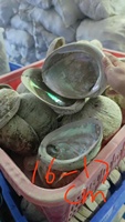 Vente directe d'usine, grande taille 10-16 cm, 4-6 pouces, coquille d'ormeau polie naturelle en stock