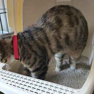 Litière pour chat en bentonite, composé grossier - Product Image 2