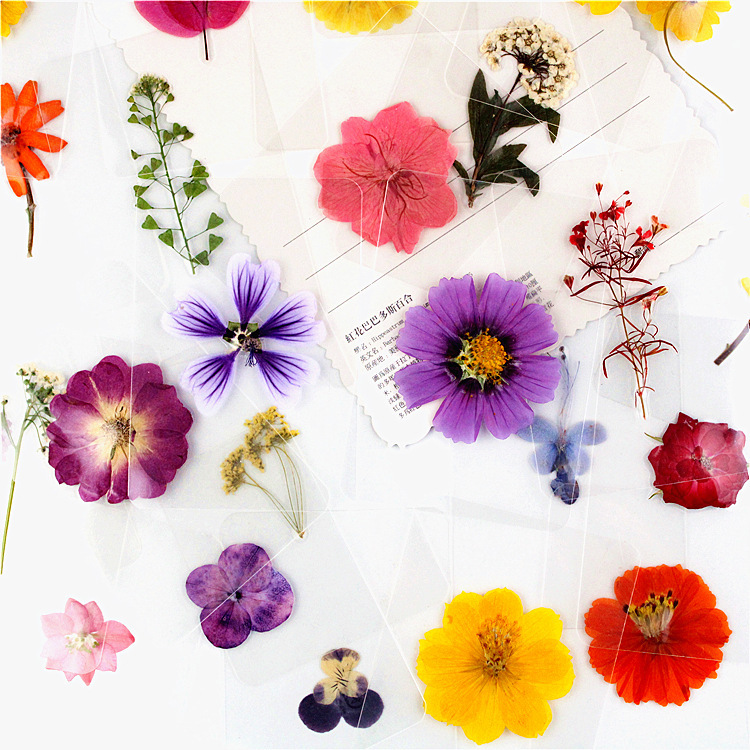 A 1054 Pressed Flowers Real Dried