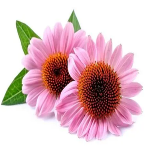 GMP Standard Hochwertige Lebensmittel qualität <span class=keywords><strong>Echinacea</strong></span> <span class=keywords><strong>Purpurea</strong></span> Extrakt Chicor säure Pulver Wirkstoff Polyphenole Trommel - Product Image 4