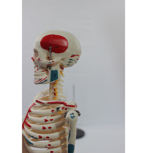 Matériel pédagogique médical de 85 cm avec bandes représentant les origines et les insertions musculaires latérales, disques intervertébraux, nerfs et squelette - Product Image 1
