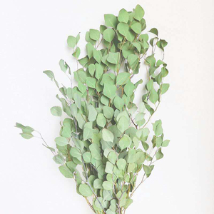 All'ingrosso fiori e piante secchi foglie di mela naturale conservato di eucalipto argento dollaro essiccato foglie di eucalipto - Product Image 5