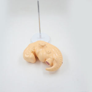 Modelo fetal, Cuerpo Humano anatómico, cuatro semanas de embarazo, embriologí<span class=keywords><strong>a</strong></span> de tejido embrionario, Ayuda de Entrenamiento Educativo médico - Product Image 3