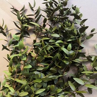 Daun Eucalyptus Asli dan Diawetkan Grosir untuk Hari Valentine - Sentuhan Alami yang Nyata