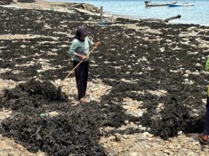 Compost organique soluble dans l'eau extrait d'<span class=keywords><strong>algues</strong></span> vertes acide alginique poudre d'<span class=keywords><strong>algues</strong></span> de varech engrais organique noir vente en gros - Product Image 3