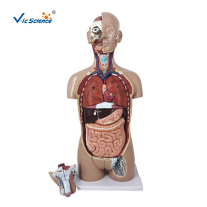 Modelo de Torso de Esqueleto de Anatomía Humana de 27 Partes, Doble Sexo, Tamaño Real con Espalda Abierta, Plástico/PVC para Escuelas y Hospitales por Vic Science - Product Image 6