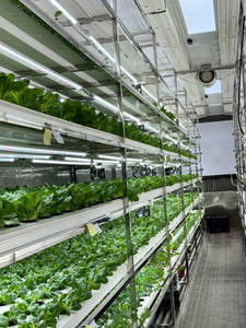 Sistema de Cultivo Vertical Inteligente Aeropónico/Hidropónico por Goteo Personalizado para Contenedor de Envío de 40 Pies, Torre NFT/EBB, 1 Año - Product Image 5