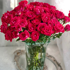 Rosa Spray Bo Sai <span class=keywords><strong>Ni</strong></span> <span class=keywords><strong>Na</strong></span> di Grado A all'Ingrosso - Magenta per Bouquet, Direttamente dal Coltivatore per Decorazioni Nuziali, Catena del Freddo - Product Image 6