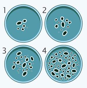Verrerie de laboratoire plat de culture animaux plantes bactéries boro 3.3 boîte de pétri en verre de haute qualité - Product Image 5