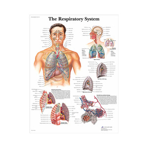 Ensemble d'affiches sur toile d'anatomie humaine - Cartes du cœur, du squelette et des organes musculaires pour l'enseignement et la démonstration en classe, à l'hôpital et en milieu médical - Product Image 6