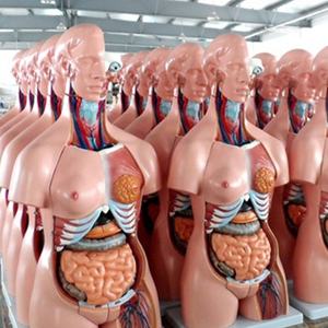 Modelo de Torso Humano de PVC Avanzado de 26 cm y 15 Partes para Escuelas de Medicina - Product Image 5