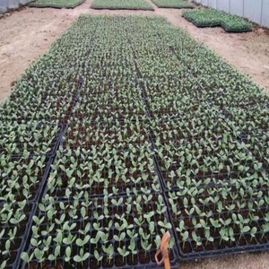 4.7 "x 4.7" Nursery non tessuta porta fiori ortaggi alberelli albero borsa per <span class=keywords><strong>piante</strong></span> semina - Product Image 5