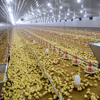 Équipement d'éleveur automatique de canards de chair Mangeoire d'alimentation domestique Élever du poulet en croissance Système de plancher de volaille Machines de ferme pour poulets