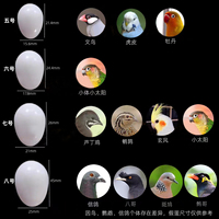Accessoires pour pigeons ZZ Motacidae : Œuf de jeu solide pour perroquets, nid pour la ponte des petits oiseaux de volaille