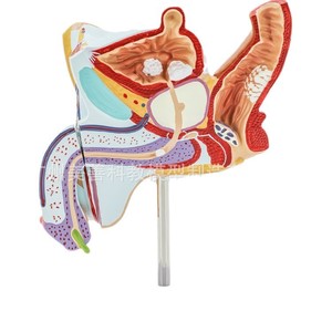 Modèle du système urinaire et reproducteur interne et externe masculin humain, modèle de structure anatomique andrologique, modèle familial - Product Image 1