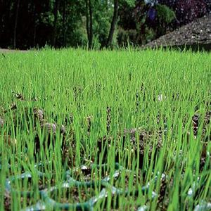 톱 세일 <span class=keywords><strong>CE151</strong></span> 공장 직가로 농장 · 정원 등에서 사용되는 흙과 물을 보존하는 플라스틱 메쉬 HDPE 지오넷 - Product Image 3