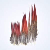 Plumes de faisan naturelles rares, artisanat, accessoire de carnaval, décoration de mariage