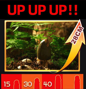 100% Effectieve Lullen Penis Vergrotingspomp Kruidencrème Lange Tijd Sekscrème Grote Lul Seksproducten Speelgoed Voor Mannen Mannelijk China - Product Image 3