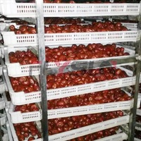 Commerciële fruitdroger voor olijven, abrikozen, palmpitten, gedroogde pruimen en pluimen.