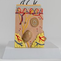 Modèle anatomique de peau humaine 3D 35X, structure cutanée agrandie, aide pédagogique pour les sciences médicales, la cosmétologie et la chirurgie