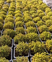 Combinaisons et ensembles de plantes succulentes écologiques, boules de citron grappées Aizoaceae 5-6cm pour la décoration de jardin et de bonsaï à domicile