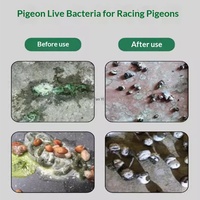 Probiotiques à haute puissance à base de bactéries vivantes Lactobacillus pour la santé intestinale, le contrôle de la diarrhée, probiotiques quotidiens pour pigeons de course 500ml