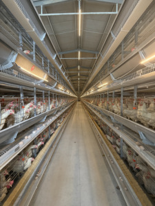 Equipo Completo <span class=keywords><strong>de</strong></span> Jaulas Tipo H para Gallinas Ponedoras con Sistema <span class=keywords><strong>de</strong></span> Alimentación, Bebederos, Recolección <span class=keywords><strong>de</strong></span> <span class=keywords><strong>Huevos</strong></span> y Eliminación <span class=keywords><strong>de</strong></span> Estiércol - Product Image 5