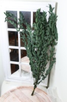 100g de fleurs préservées, eucalyptus bleu bébé/eucalyptus à feuilles étroites, plantes réelles pour décoration intérieure verte