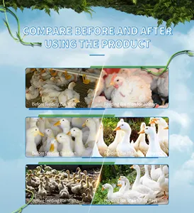 Poultry Fowl Broiler Weight Gain Vitamin Mineral Feed Additives For Chickens