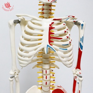 แบบจำลองกายวิภาคของมนุษย์ยืดหยุ่นสูง85ซม. แบบแขวน FRT010โครงกระดูก<span class=keywords><strong>กล้าม</strong></span><span class=keywords><strong>เนื้อ</strong></span>ครึ่งด้านฟังก์ชันการศึกษาแบบจำลองกายวิภาคศาสตร์ - Product Image 3