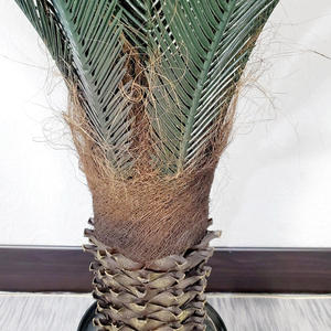 Tropical Artificielle Sagou <span class=keywords><strong>Cycas</strong></span> Palmier en plastique soie faux cycads plante <span class=keywords><strong>cycas</strong></span> <span class=keywords><strong>revoluta</strong></span> à vendre intérieur et extérieur décoratif - Product Image 4