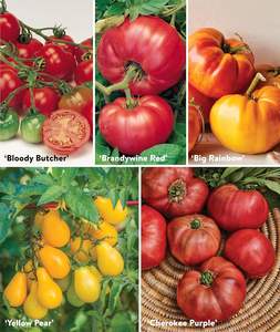 Burpee Favorites 10 paquetes de tomate de herencia no OGM fibra de plantación ecológica para jardines de interior <span class=keywords><strong>macetas</strong></span> de flores artificiales - Product Image 4