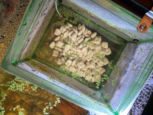 Media Filter keramik biologis dengan Area permukaan luas untuk tangki ikan Sump, Filter kaleng, paket kustom kolam Koi - Product Image 5