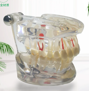Modelo Dental de Dientes, Modelo de Dientes Transparente y Estándar para Enseñanza de Odontología, Demostración de Anatomía Oral - Product Image 5