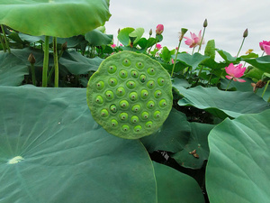 Auténticas semillas vietnamitas frescas de loto seleccionadas a mano y empaquetadas para máxima pureza y sabor, producto agrícola Premium - Product Image 2