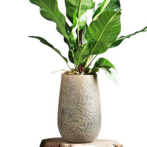 <span class=keywords><strong>Maceta</strong></span> grande minimalista de cemento en forma de huevo de pato de alta gama, <span class=keywords><strong>maceta</strong></span> de planta verde de diamante negro de madera de <span class=keywords><strong>pie</strong></span> de pato - Product Image 1