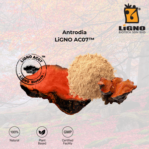 สารสกัดบริสุทธิ์จากเห็ดแอนโตรเดีย แคมฟอร์าต้า LiGNO AC07 ได้รับการรับรองฮาลาล เกรดเครื่องสำอาง ชนิดผง - Product Image 1