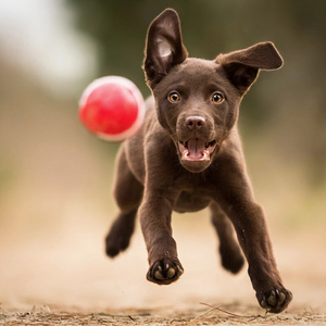 Accesorios para Mascotas Goma de Alta Calidad Entrenamiento Interactivo Movimiento <span class=keywords><strong>Pelota</strong></span> para <span class=keywords><strong>Perros</strong></span> Juguetes Mordedores - Product Image 4