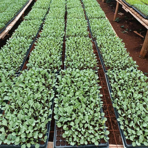 Plateau de semis carré à cellules profondes 96 105 200, plateau de semis pour serre 72 108 128 288 alvéoles, plateau de semis en plastique pour agriculture et pépinière - Product Image 3