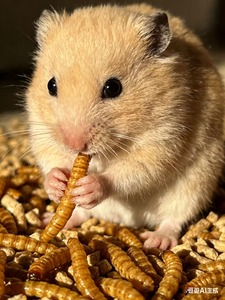 Alimento para Aves al <span class=keywords><strong>por</strong></span> Mayor, Alto en Proteínas, 100% Natural, Gusanos de Harina Amarillos Secos para Aves - Product Image 3