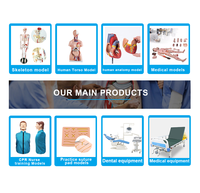 Simulador de Trauma Avanzado, Maniquíes de Entrenamiento de Enfermería para Estudiantes de Medicina, Utilizados para Hemostasia, Primeros Auxilios y Aplicación de Apósitos, con Certificación CE/ISO
