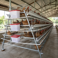 Offre Spéciale : Cages à Poulets Automatiques Galvanisées à Chaud, Prix Abordable, pour Poules Pondeuses, pour Ferme Avicole, Conception Gratuite