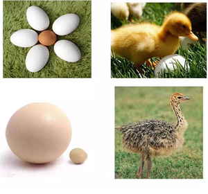 Best-selling Customized Chicken <b>Egg</b> Hatching <b>Machine</b> Best Fully Automatic <b>Egg</b> Incubator with High Quality - Product Image 6