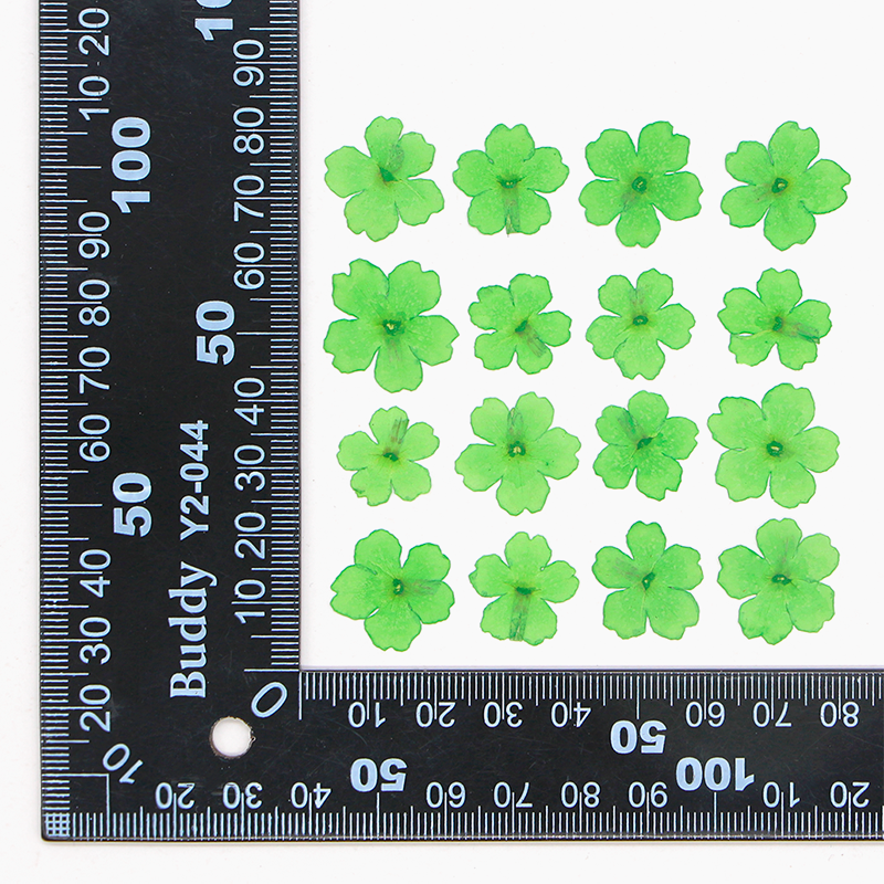 Vert teint 12 pcs/sac