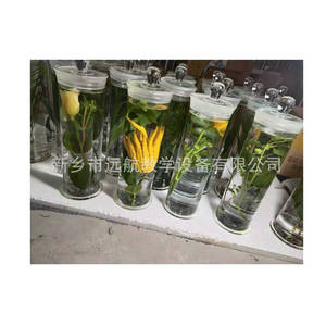 Plantes succulentes Arisaema, spécimens de luxe pour salle de formation, musée d'échantillons, enseignement sur la préservation des couleurs des succulentes. - Product Image 3