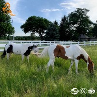 Clôture pour chevaux en PVC blanc, 2/3/4 rails, clôture de paddock en vinyle pour arène équestre, ferme d'élevage, clôture de terrain