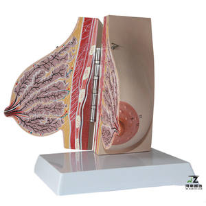 Modèle d'enseignement avancé en PVC grandeur nature pour l'anatomie mammaire et la lactation, destiné aux écoles et aux hôpitaux - Product Image 3