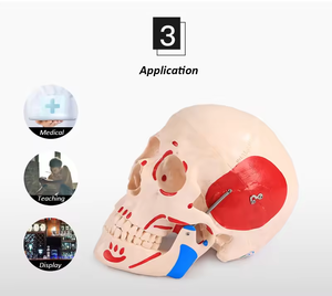 Modèle d'anatomie du crâne en 3 parties SCIEDU, modèle <span class=keywords><strong>de</strong></span> squelette en PVC, formation médicale, modèles d'anatomie humaine du crâne - Product Image 2
