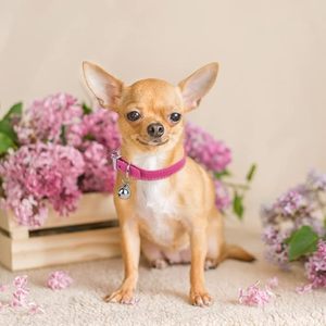 <span class=keywords><strong>Collar</strong></span> de Cuero PU para Cachorros con Campana, Ajustable, para Perros y Gatos, para Razas Extra Pequeñas, Pequeñas, Muy Pequeñas - Product Image 5