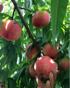 <span class=keywords><strong>Engrais</strong></span> granulaire biologique pour agrumes et kiwis, nutriments et vitamines pour cycas - <span class=keywords><strong>Engrais</strong></span> organique naturel chélaté Fe&Ti - Product Image 4